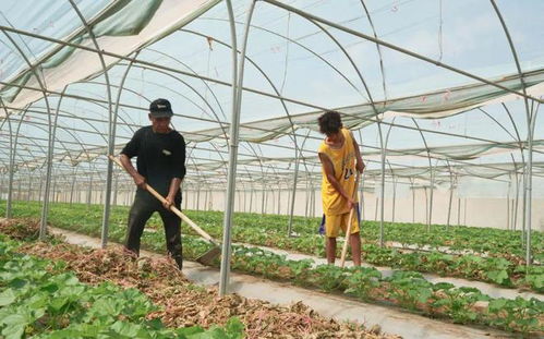 石榴花香溢滿城 同心繪就幸福卷——農副產品的芬芳與豐收